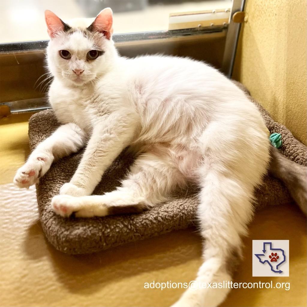 Enlarge Kenya, a Adoptable mixed breed in Houston, TX image 3/5