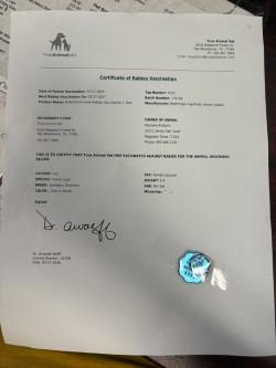 Enlarge Kenya, a Adoptable mixed breed in Houston, TX image 4/5