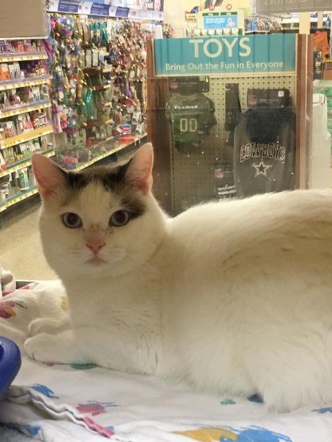 Enlarge Kenya, a Adoptable mixed breed in Houston, TX image 5/5