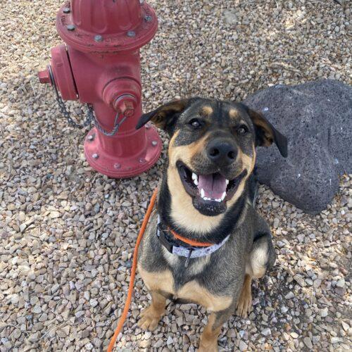 Calvin, Adoptable, Young Male Shepherd & Rottweiler.