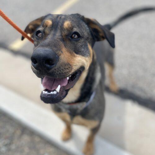 Enlarge Calvin, a Adoptable mixed breed in Grand Junction, CO image 2/6