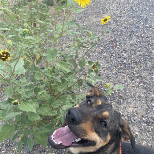 Enlarge Calvin, a Adoptable mixed breed in Grand Junction, CO image 3/6