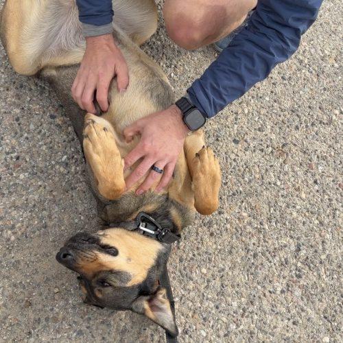 Enlarge Calvin, a Adoptable mixed breed in Grand Junction, CO image 4/6