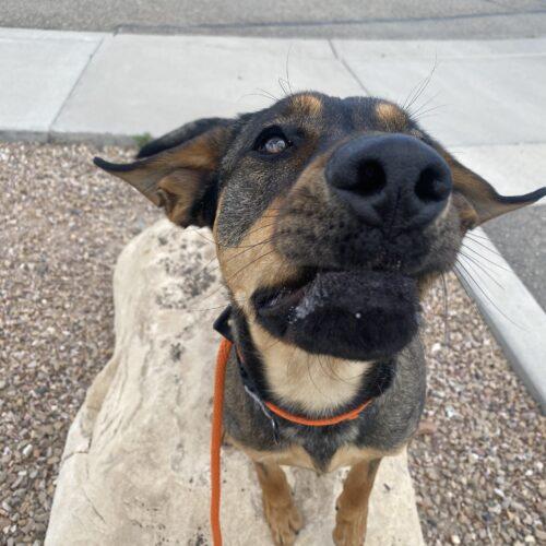 Enlarge Calvin, a Adoptable mixed breed in Grand Junction, CO image 5/6