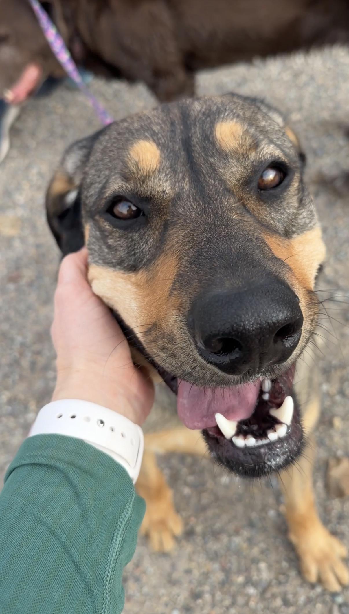 Enlarge Calvin, a Adoptable mixed breed in Grand Junction, CO image 6/6