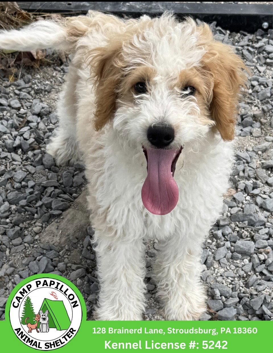 Gordy, Adoptable, Young Male Poodle & Golden Retriever.