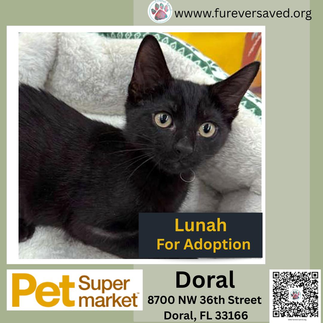 Enlarge Lunah, a Adoptable Domestic Short Hair in Miami, FL image 1/5