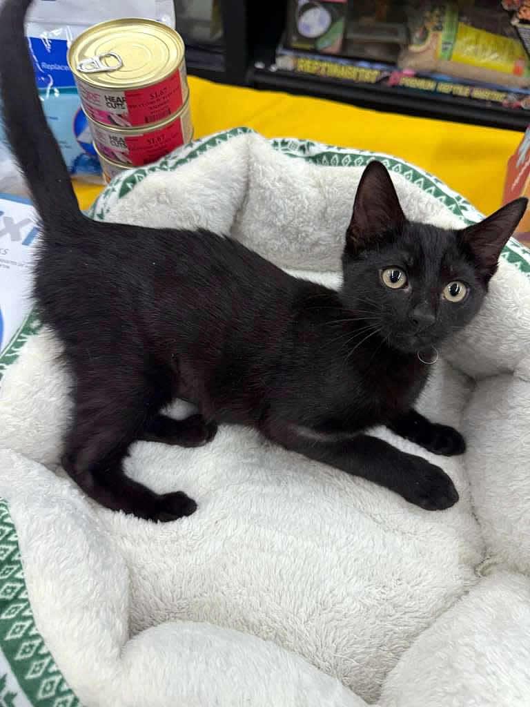 Enlarge Lunah, a Adoptable Domestic Short Hair in Miami, FL image 5/5