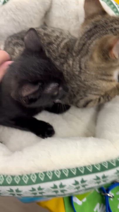 Enlarge Lunah, a Adoptable Domestic Short Hair in Miami, FL video 3/5