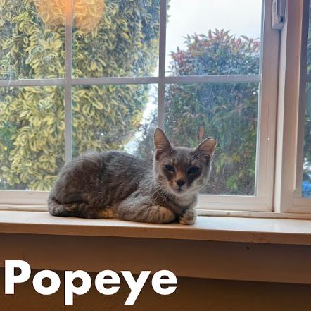 Purr Machines Popeye and Madison, a Adoptable Domestic Short Hair in Everett, WA image 2/3