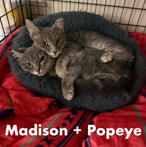 Purr Machines Popeye and Madison, Adoptable, Kitten Male Domestic Short Hair.