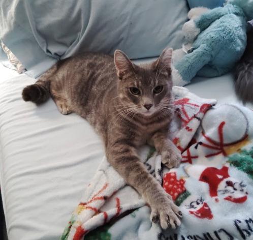 Enlarge Popeye, a Adoptable Domestic Short Hair in Everett, WA image 1/3