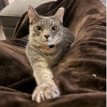 Popeye, Adoptable, Young Male Domestic Short Hair.