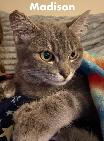 Purr Machines Popeye and Madison, a Adoptable Domestic Short Hair in Everett, WA image 3/3