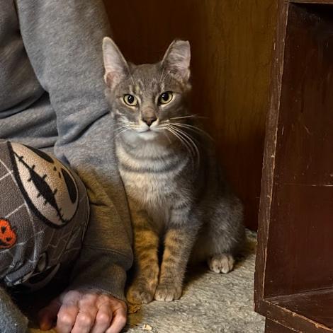 Enlarge Popeye, a Adoptable Domestic Short Hair in Everett, WA image 2/3