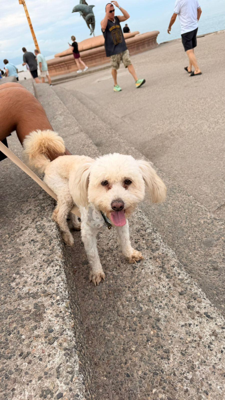 Enlarge Nacho, a ADOPTABLE mixed breed in Victoria, BC image 5/6