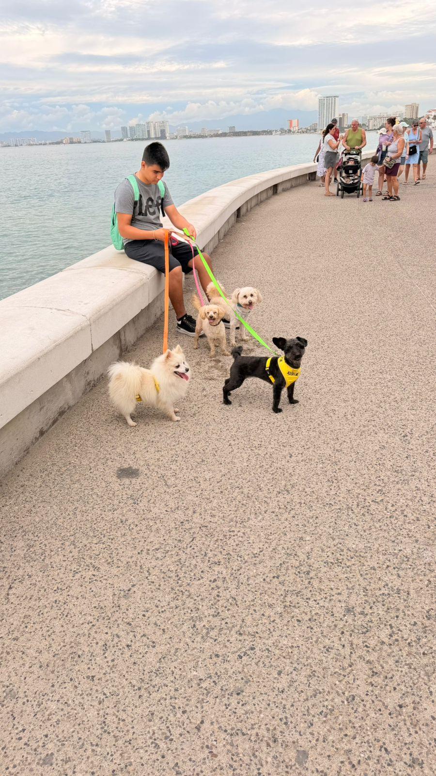 Enlarge Nacho, a ADOPTABLE mixed breed in Victoria, BC image 6/6