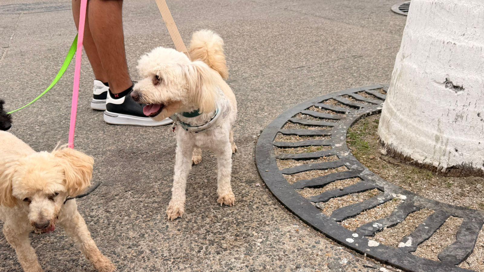 Enlarge Nacho, a ADOPTABLE mixed breed in Victoria, BC image 3/6