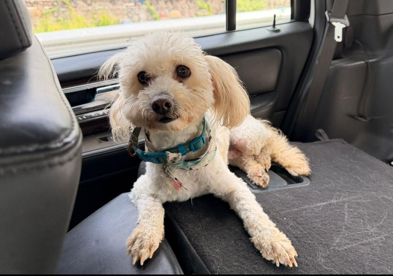 Nacho, ADOPTABLE, Adult Male Miniature Poodle.