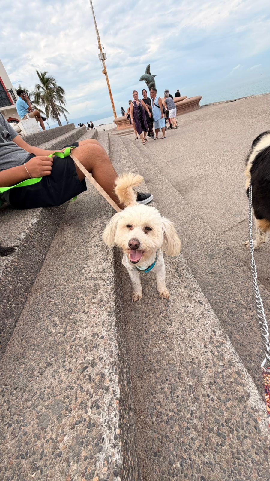 Enlarge Nacho, a ADOPTABLE mixed breed in Victoria, BC image 4/6