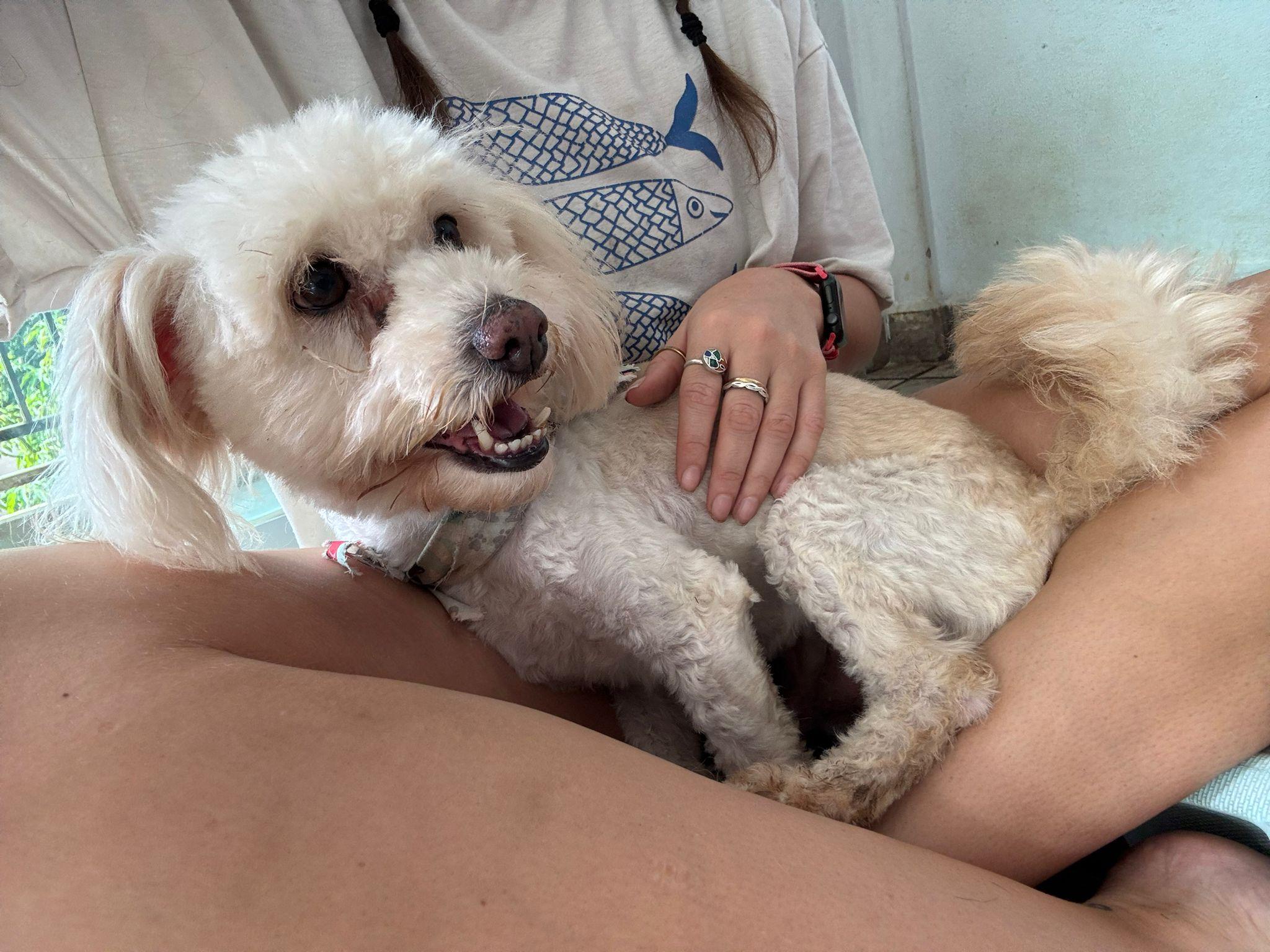 Enlarge Nacho, a ADOPTABLE mixed breed in Victoria, BC image 2/6