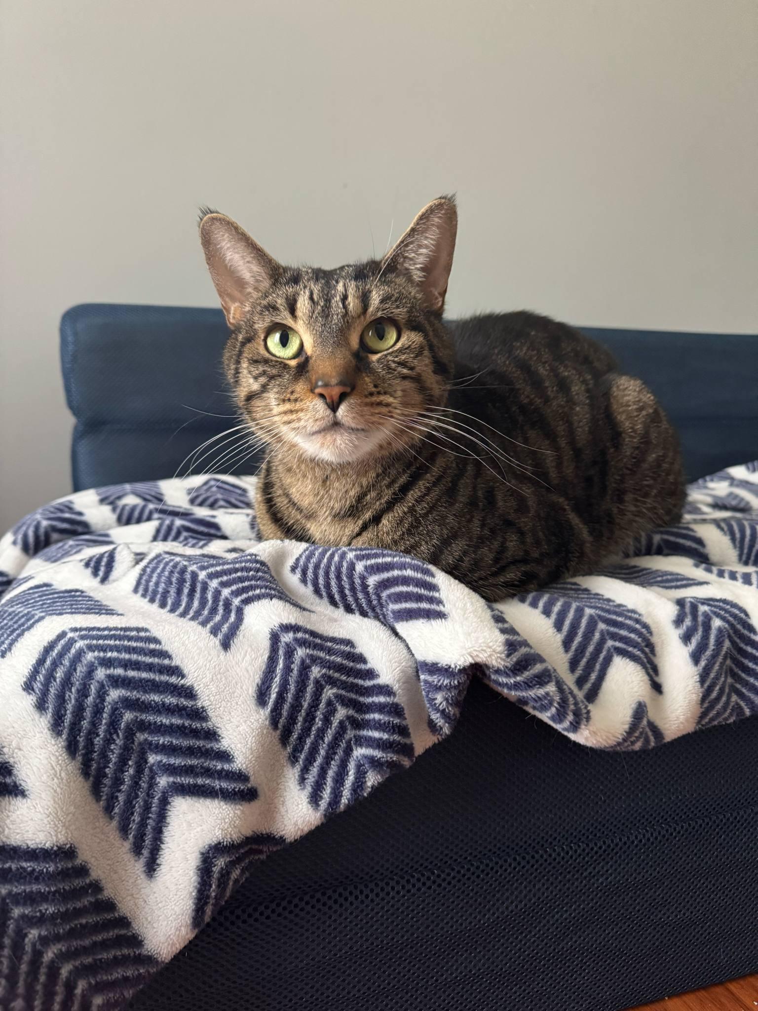 Enlarge Ren, a Adoptable Tabby in Orleans, ON image 1/6