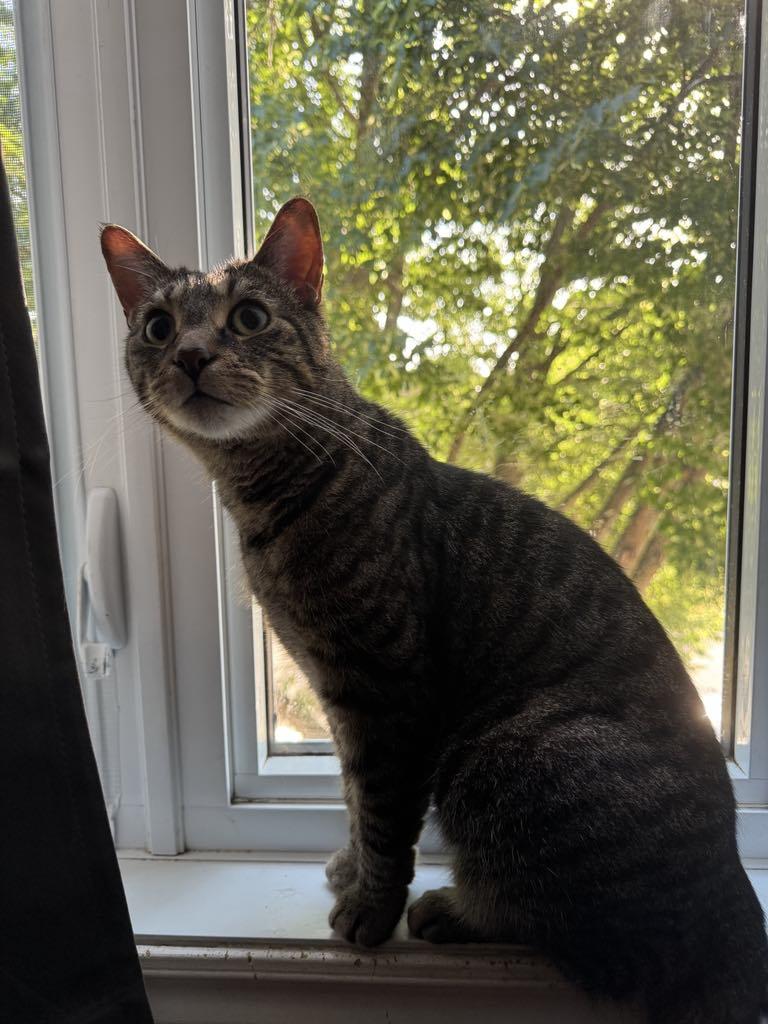 Enlarge Ren, a Adoptable Tabby in Orleans, ON image 5/6