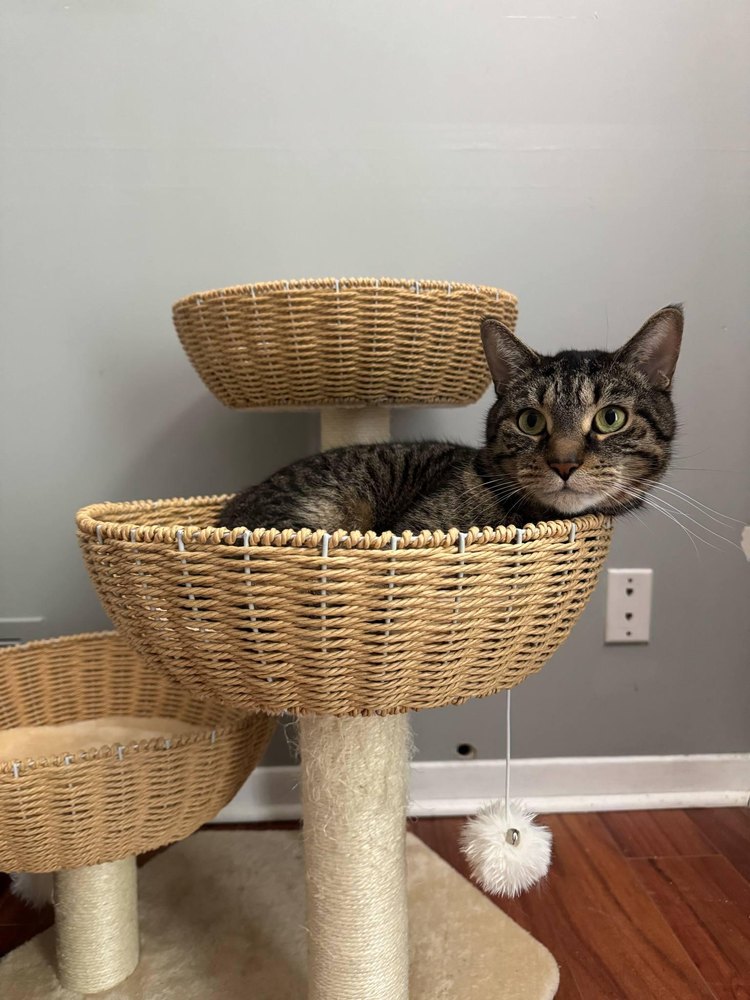 Enlarge Ren, a Adoptable Tabby in Orleans, ON image 3/6