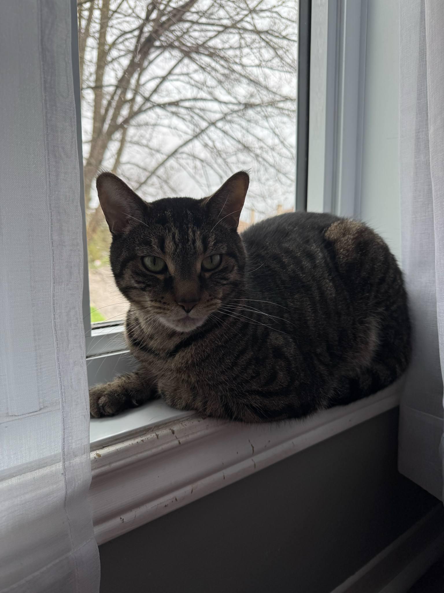 Enlarge Ren, a Adoptable Tabby in Orleans, ON image 4/6