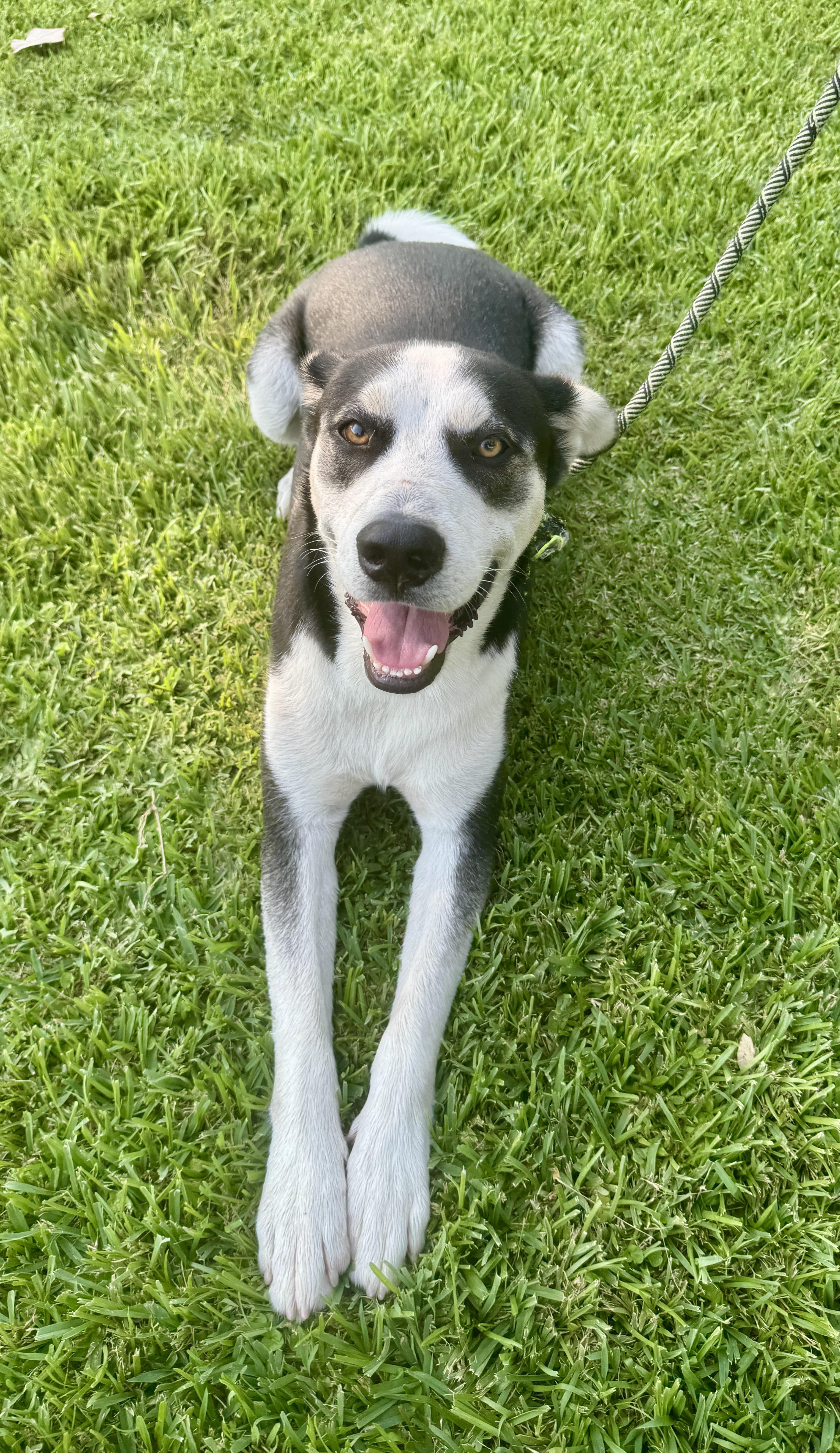Enlarge Rac the Racoony Pup, a Adoptable mixed breed in Colorado Springs, CO image 3/6