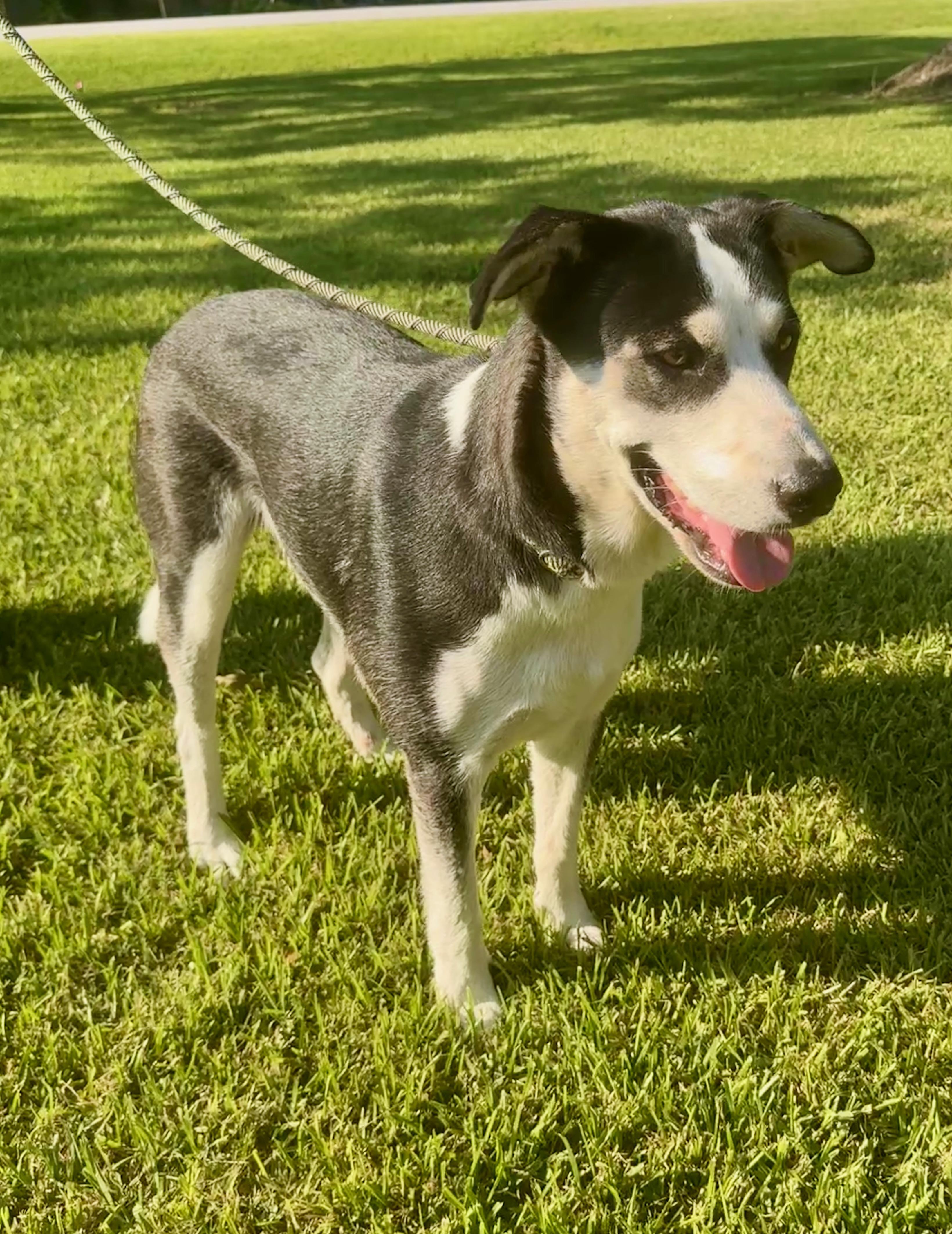 Enlarge Rac the Racoony Pup, a Adoptable mixed breed in Colorado Springs, CO image 4/6