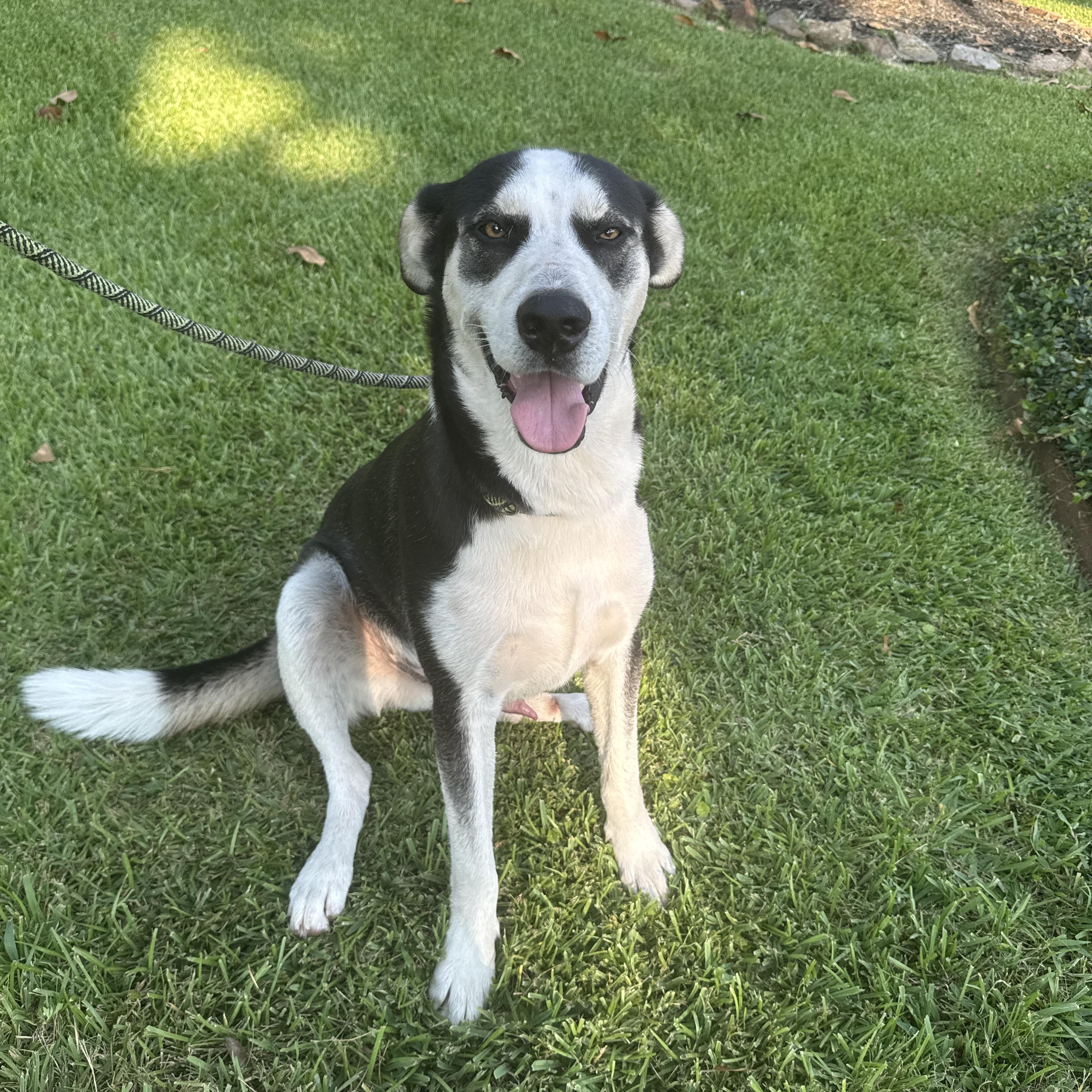 Enlarge Rac the Racoony Pup, a Adoptable mixed breed in Colorado Springs, CO image 2/6