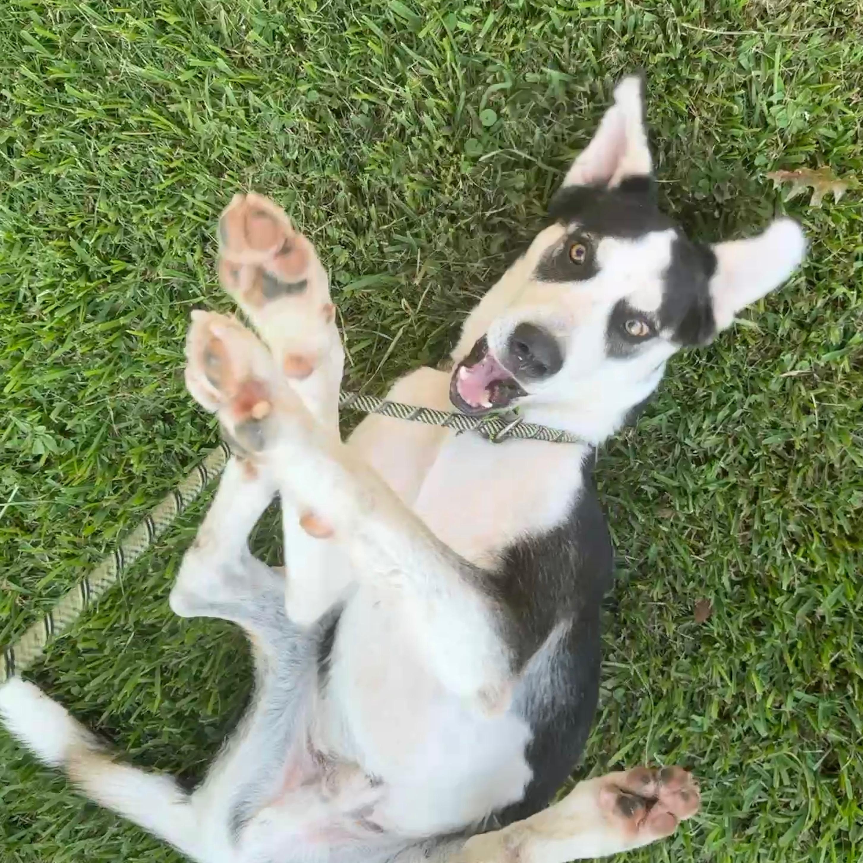 Enlarge Rac the Racoony Pup, a Adoptable mixed breed in Colorado Springs, CO image 1/6