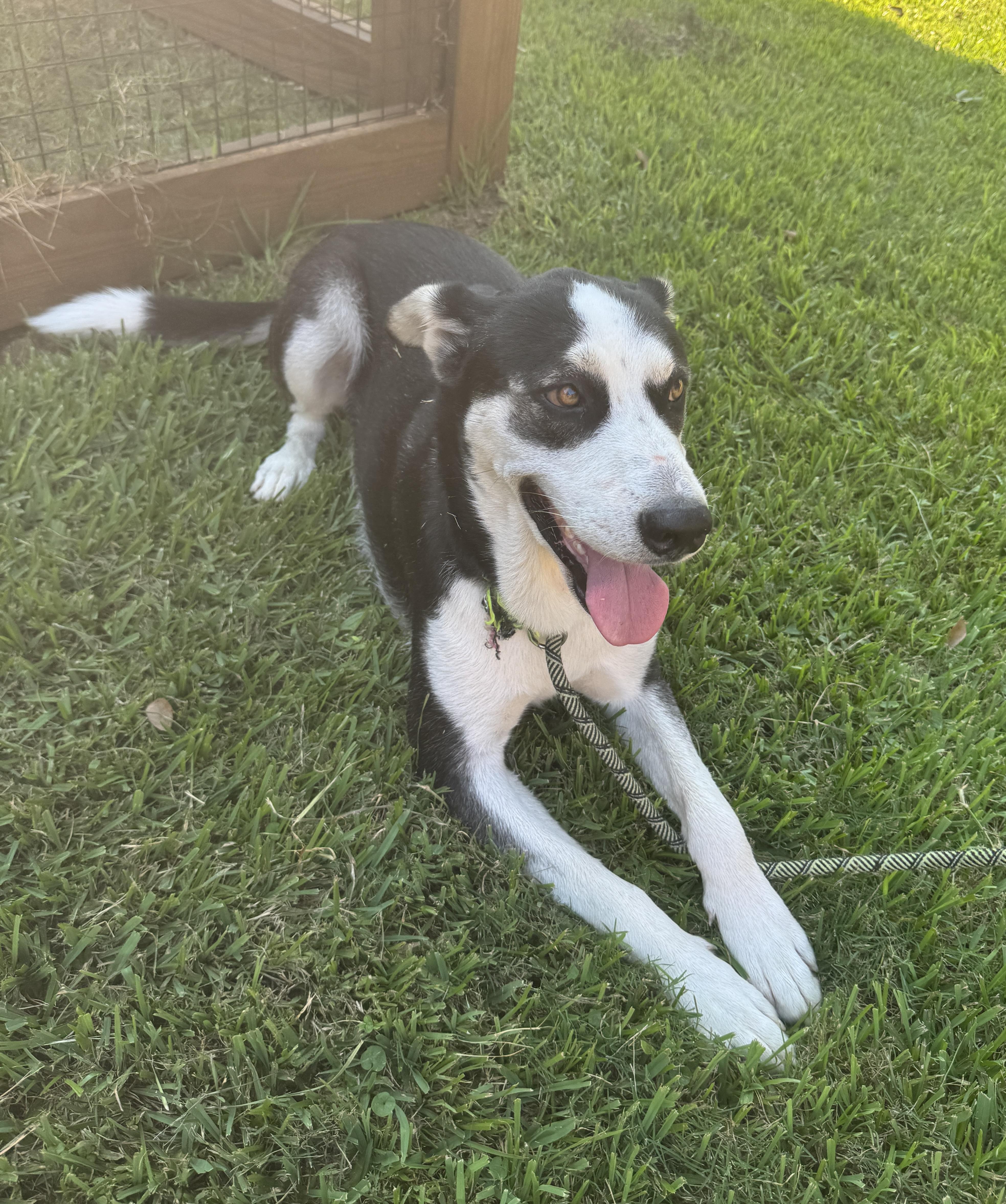 Enlarge Rac the Racoony Pup, a Adoptable mixed breed in Colorado Springs, CO image 5/6