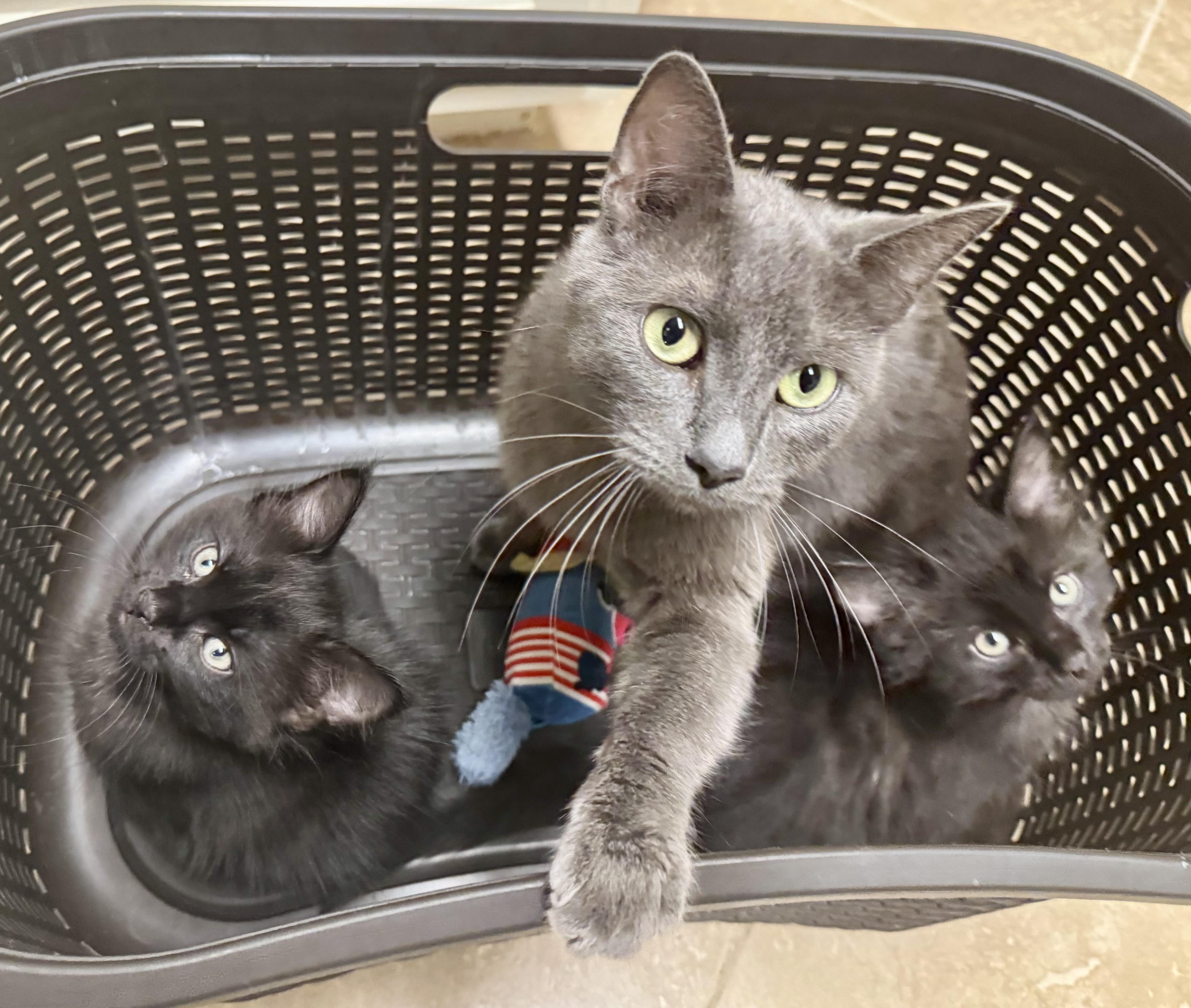 Martha, a Adoptable Domestic Short Hair in Peoria, AZ image 1/5