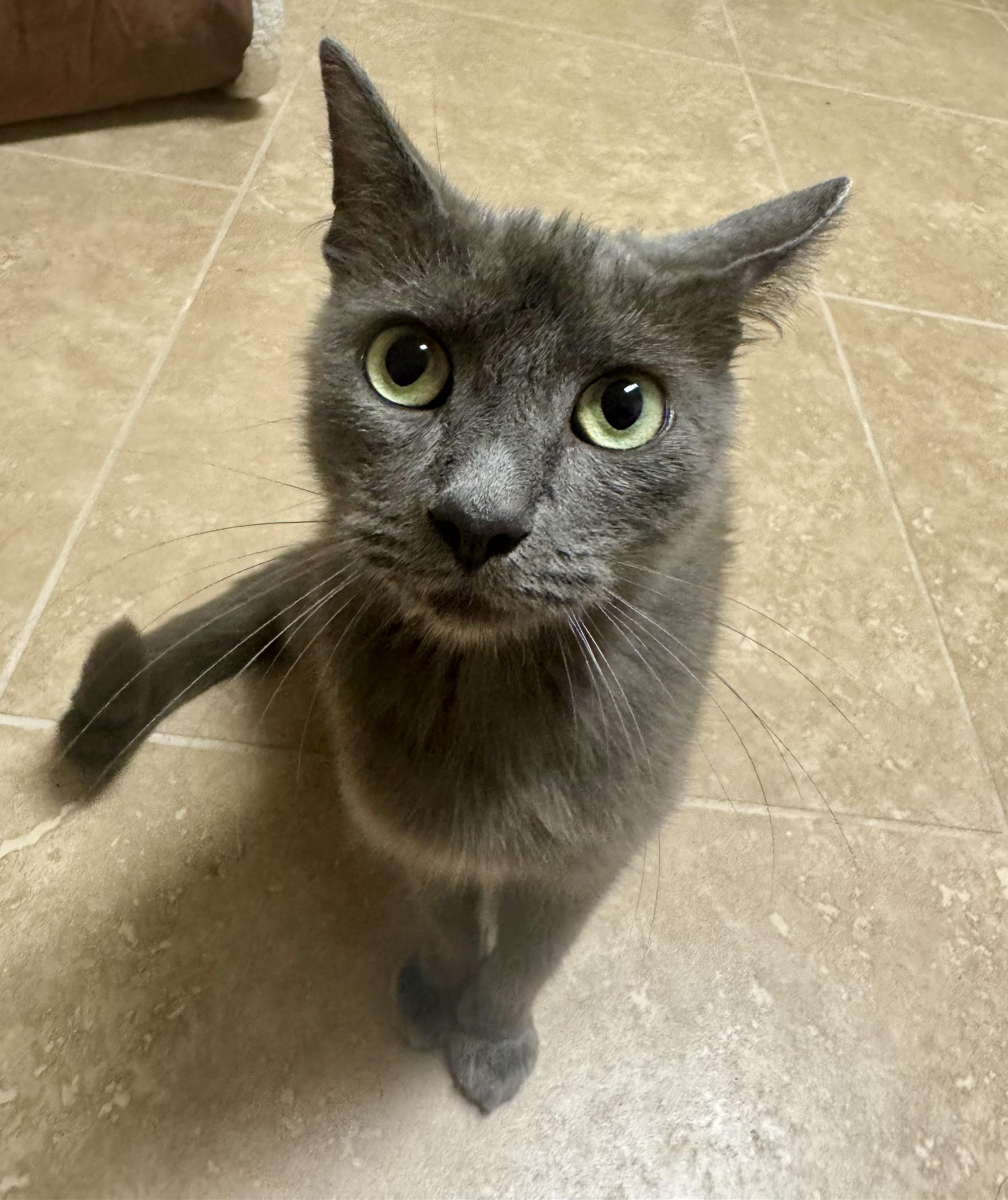 Martha, a Adoptable Domestic Short Hair in Peoria, AZ image 2/5