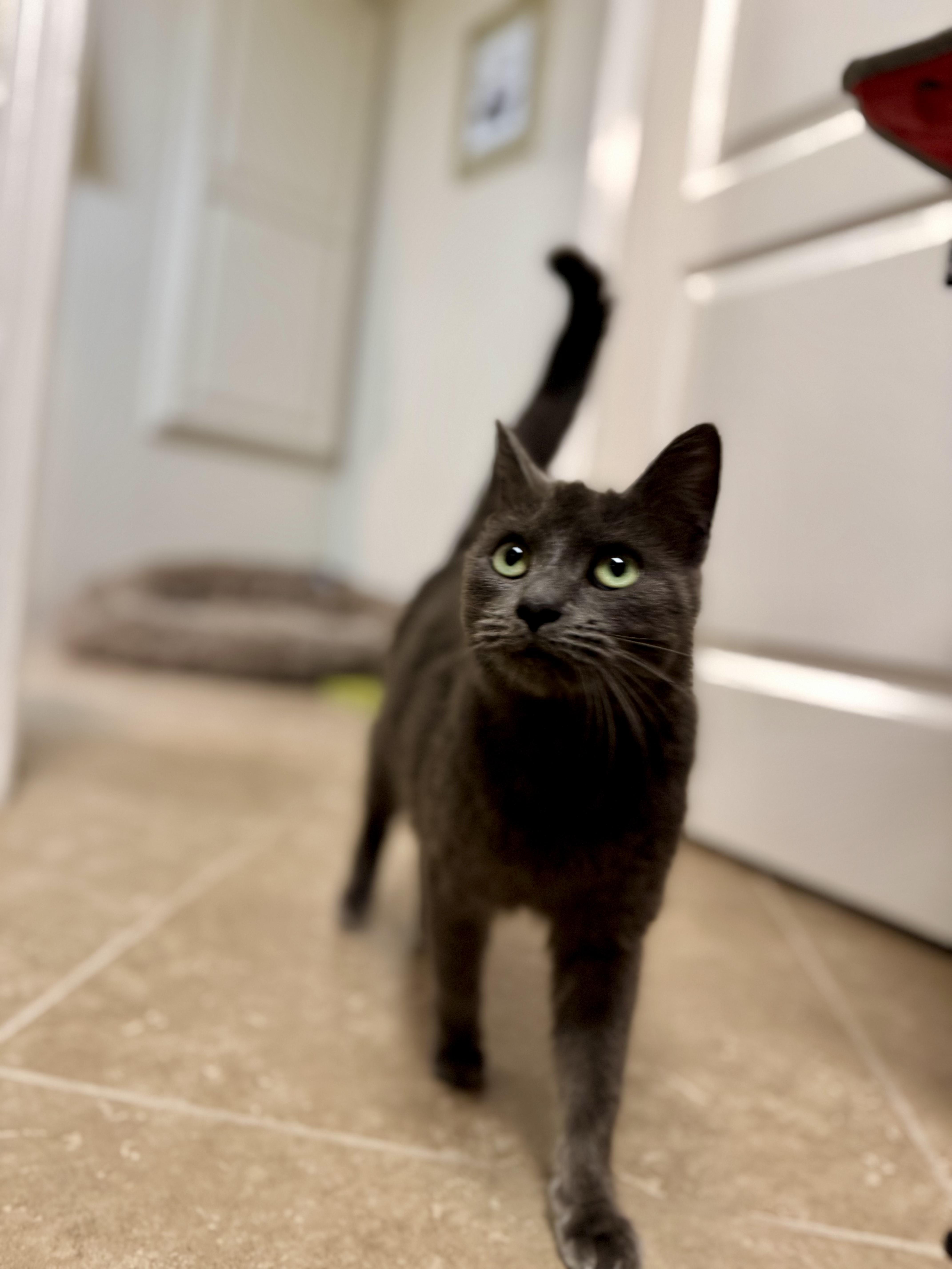 Martha, a Adoptable Domestic Short Hair in Peoria, AZ image 3/5
