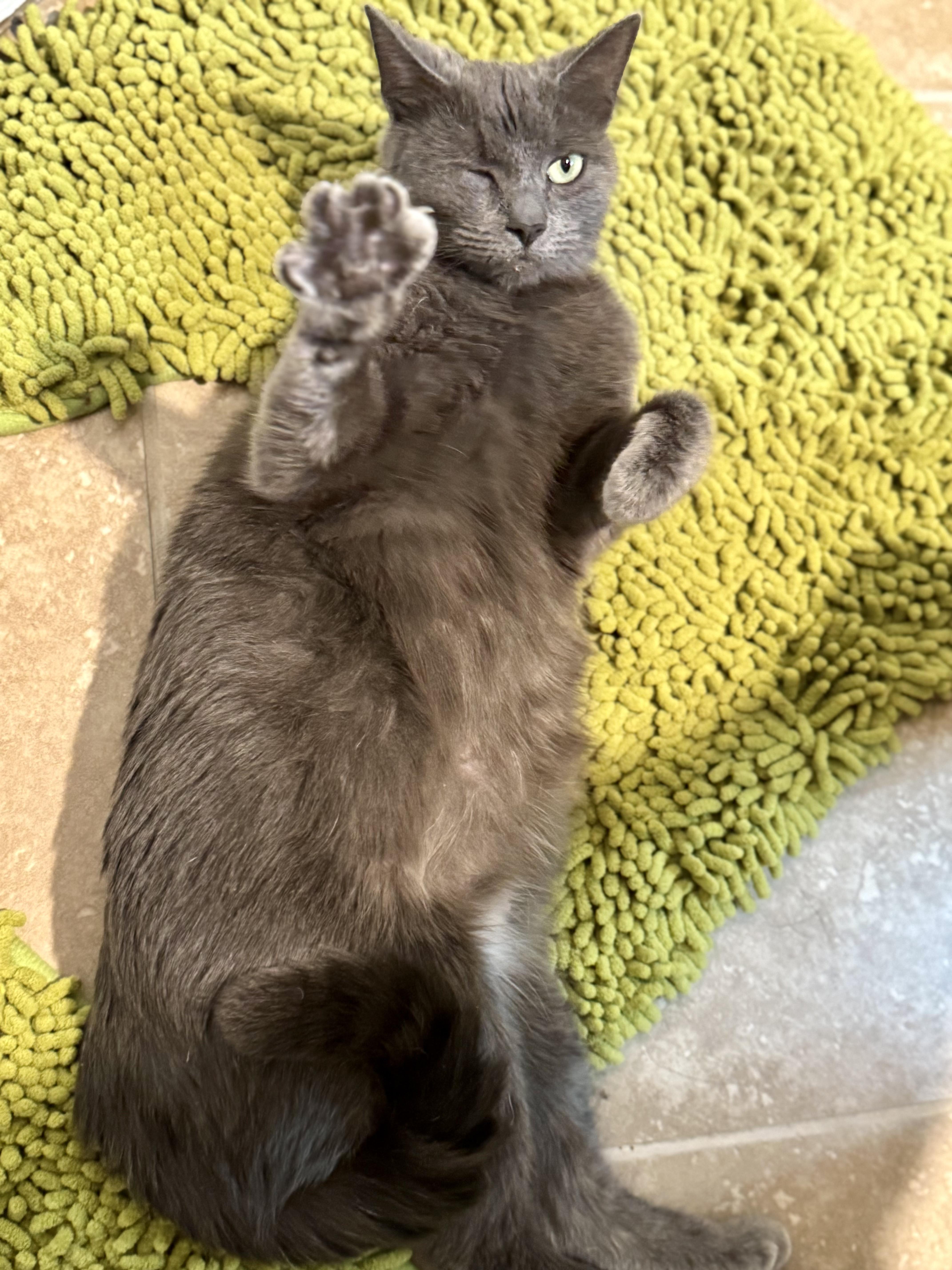 Martha, a Adoptable Domestic Short Hair in Peoria, AZ image 4/5