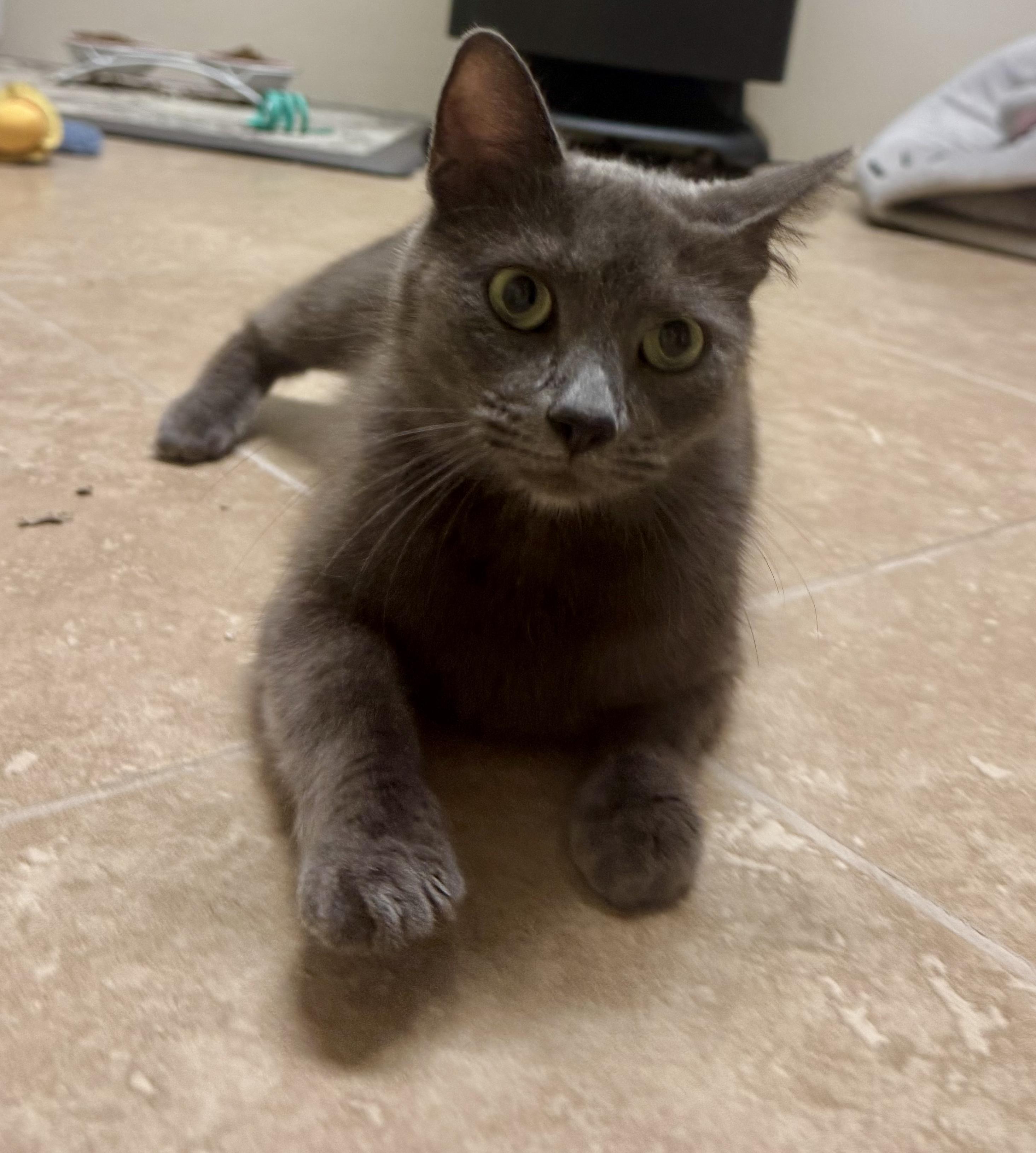 Martha, a Adoptable Domestic Short Hair in Peoria, AZ image 5/5