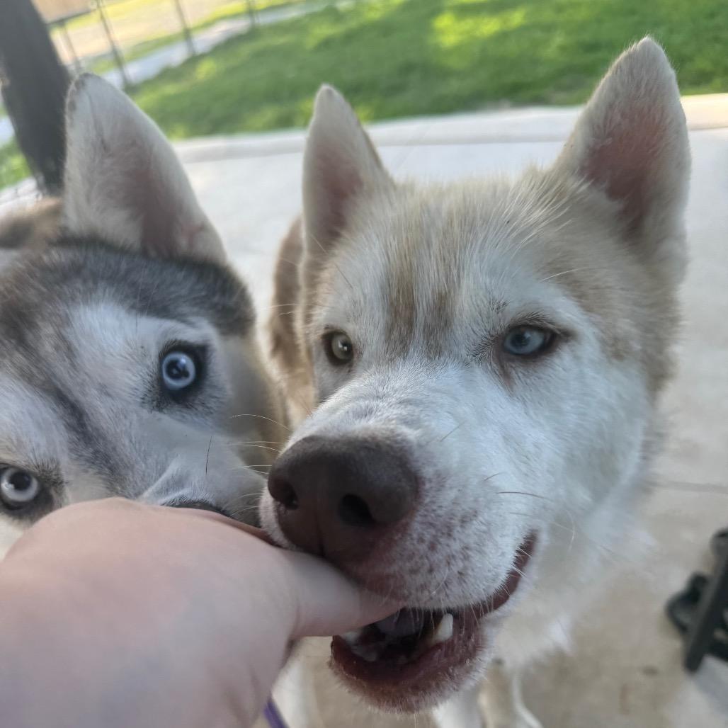 Lafayette, Adoptable, Adult Male Husky.