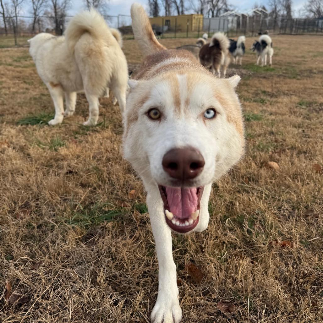 Enlarge Lafayette, a Adoptable Husky in Eufaula, OK image 2/6