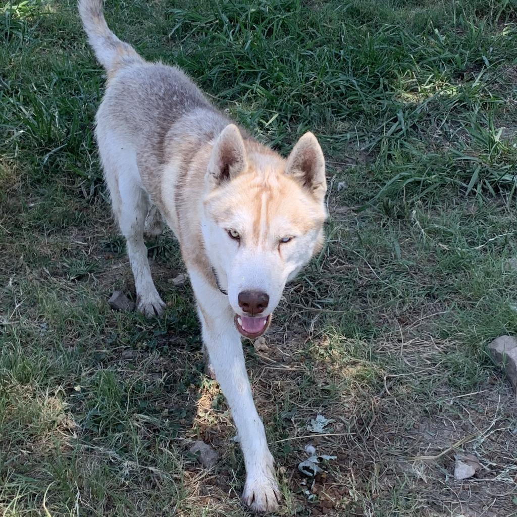 Enlarge Lafayette, a Adoptable Husky in Eufaula, OK image 4/6