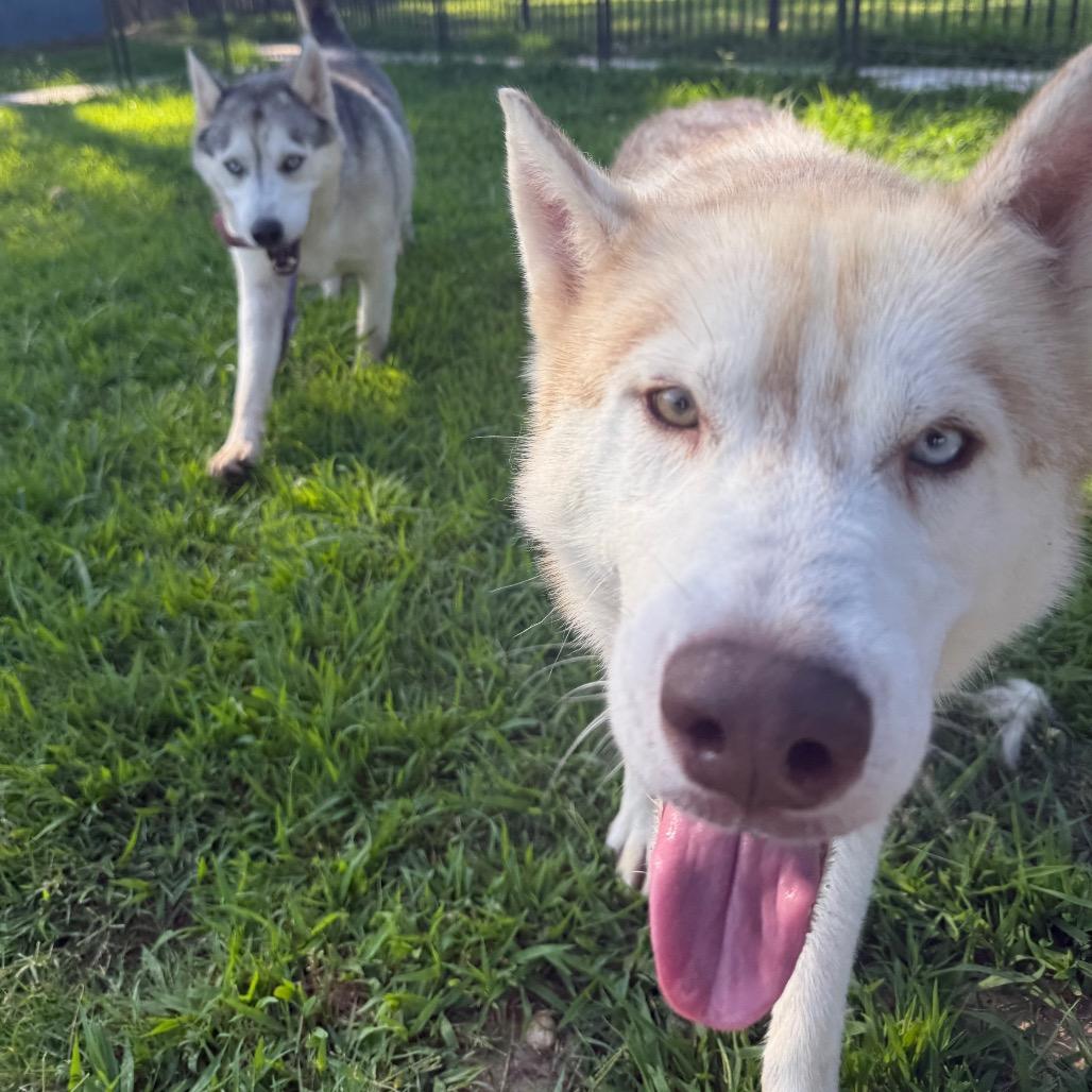 Enlarge Lafayette, a Adoptable Husky in Eufaula, OK image 5/6