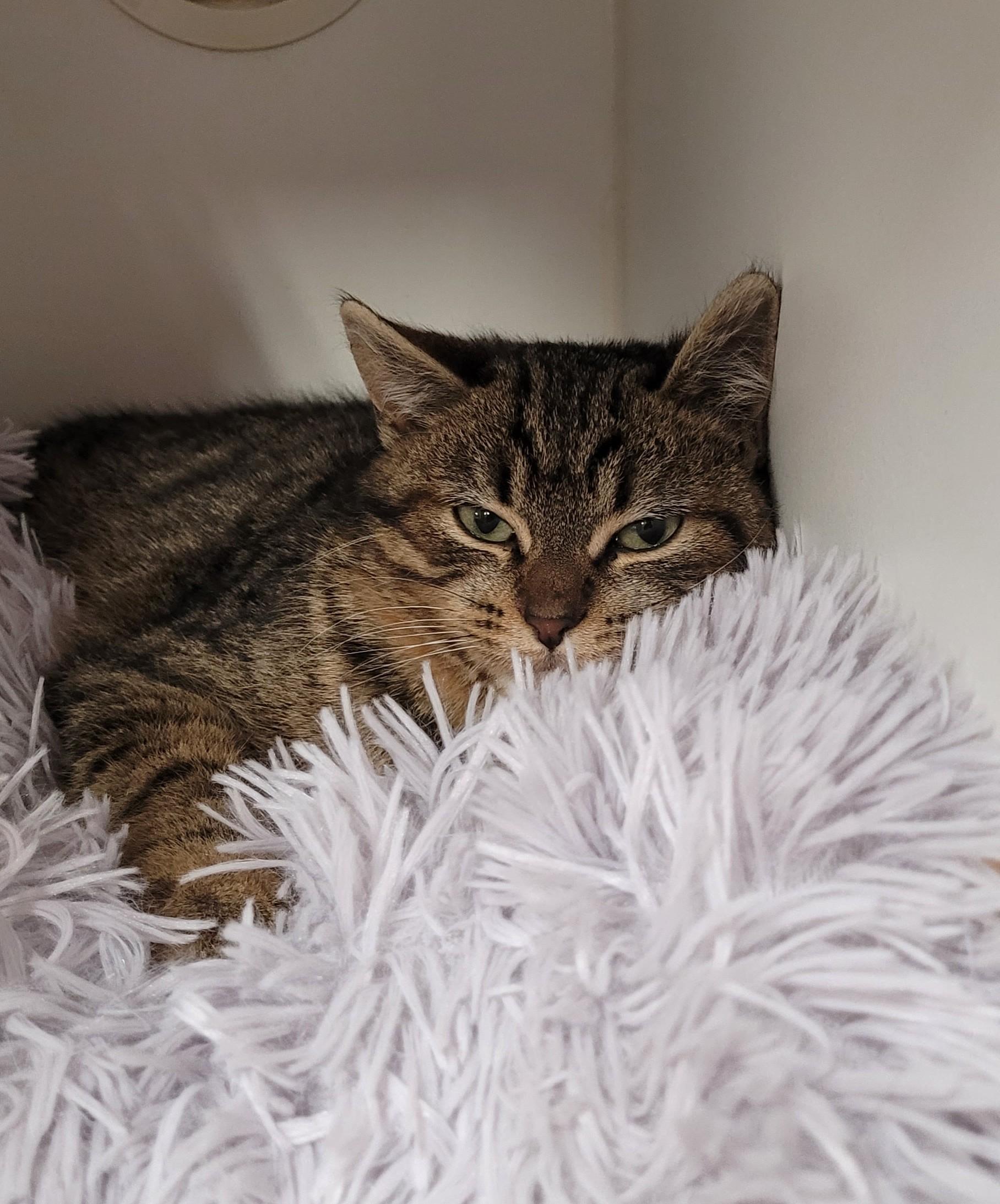 Enlarge Dionne, a ADOPTABLE Domestic Short Hair in Cobourg, ON image 1/1