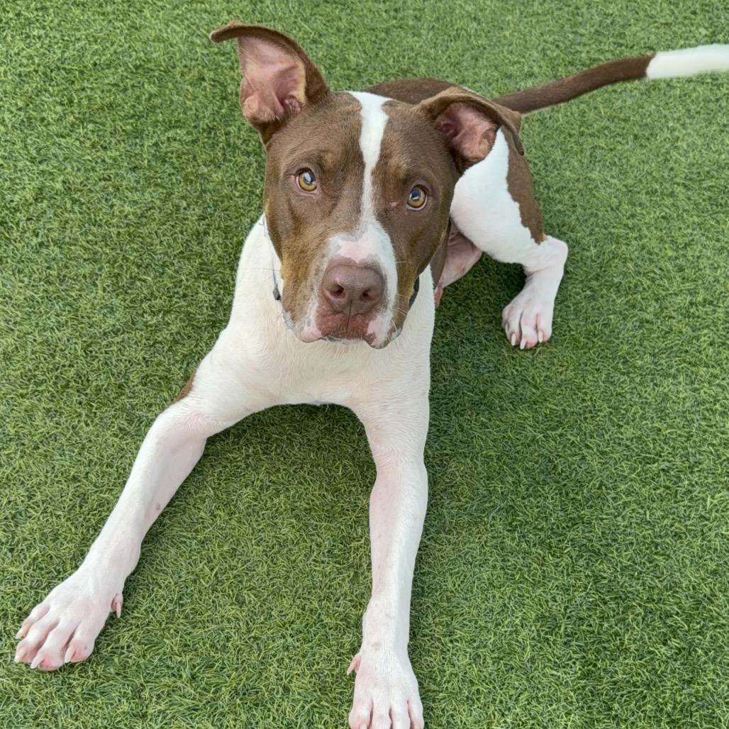 Enlarge Eric A5706439, a Adoptable mixed breed in San Antonio, TX image 3/6