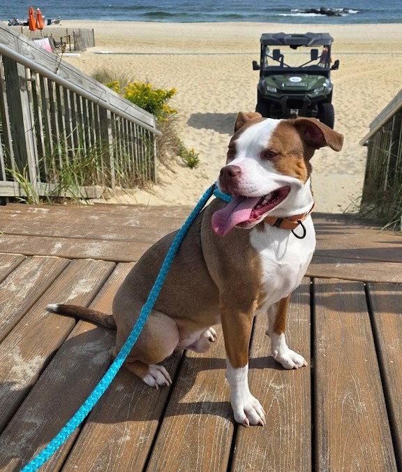 Finnegan, Adopted, Adult Male Pit Bull Terrier.