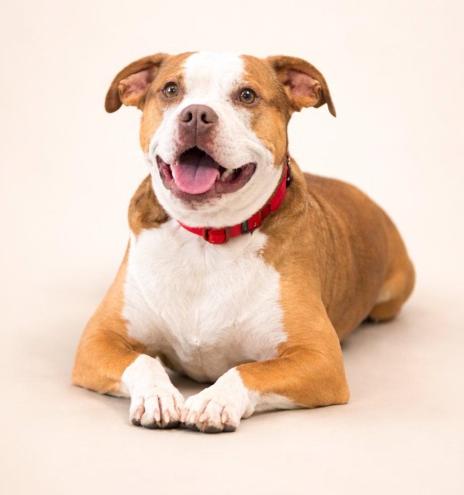 Enlarge Finnegan, a Adopted Pit Bull Terrier in Chester, NJ image 2/3