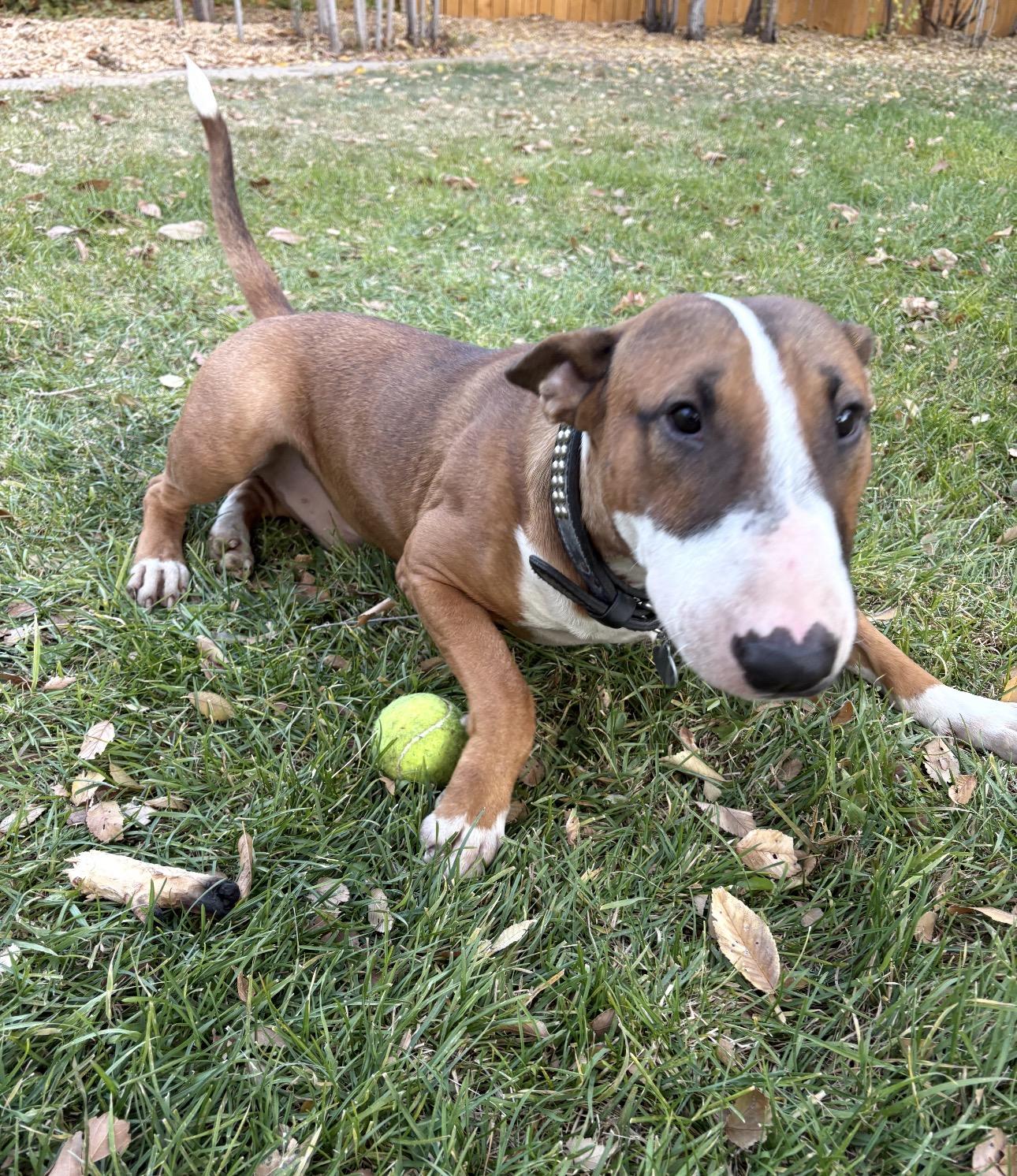 Billy, a Adoptable Bull Terrier in Parker, CO image 2/3