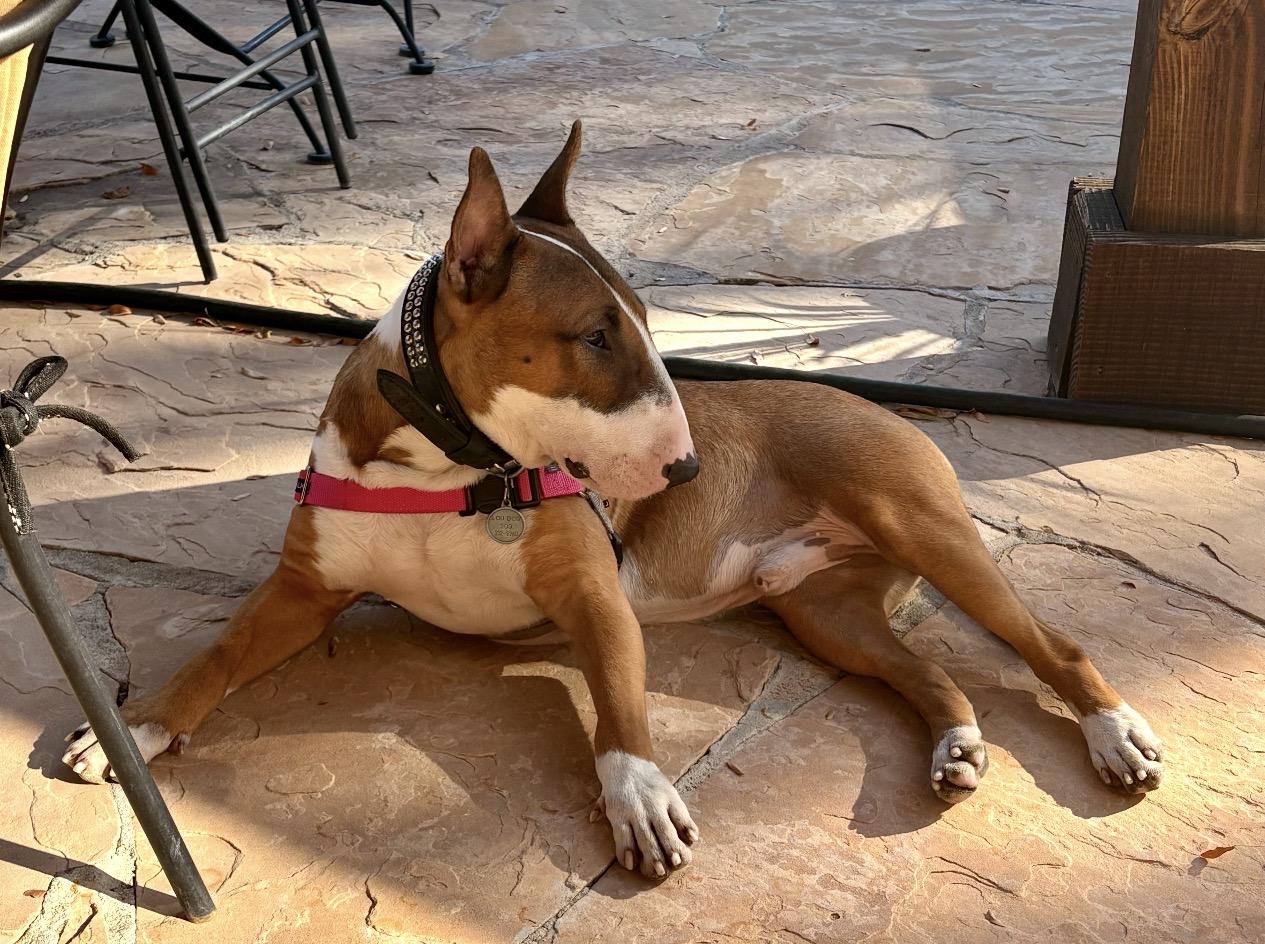 Billy, a Adoptable Bull Terrier in Parker, CO image 3/3