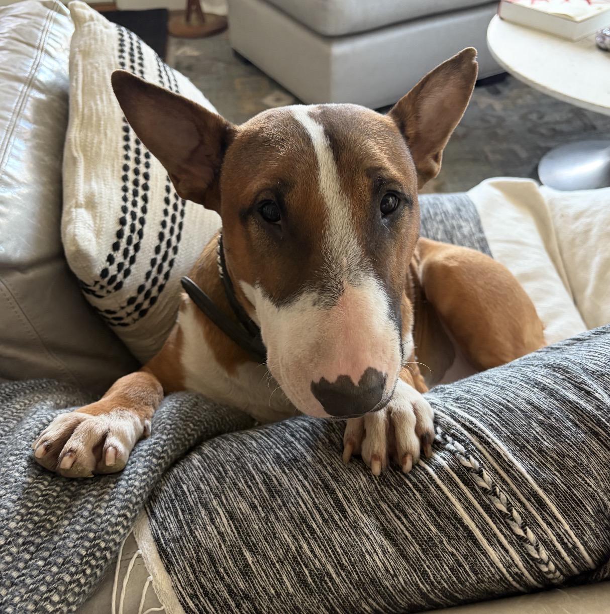 Billy, a Adoptable Bull Terrier in Parker, CO image 1/3